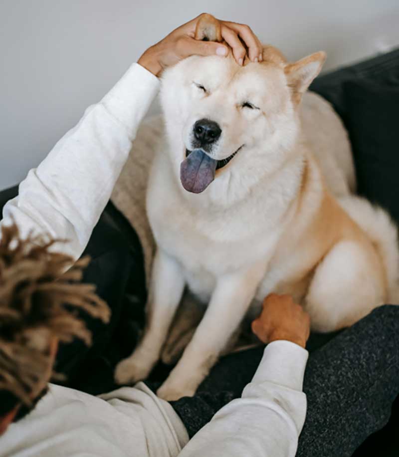 A contented cream-colored dog sits on a couch, panting happily while a person pets its head, conveying a sense of relaxation and companionship.