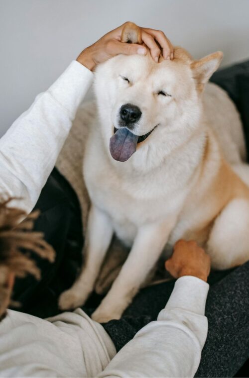 A person is affectionately petting a content cream-colored dog with its tongue out, seated on a sofa in a cozy domestic setting.