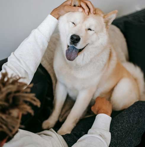 A contented cream-colored dog with a blissful expression is being petted by two hands of a person whose face is out of frame.