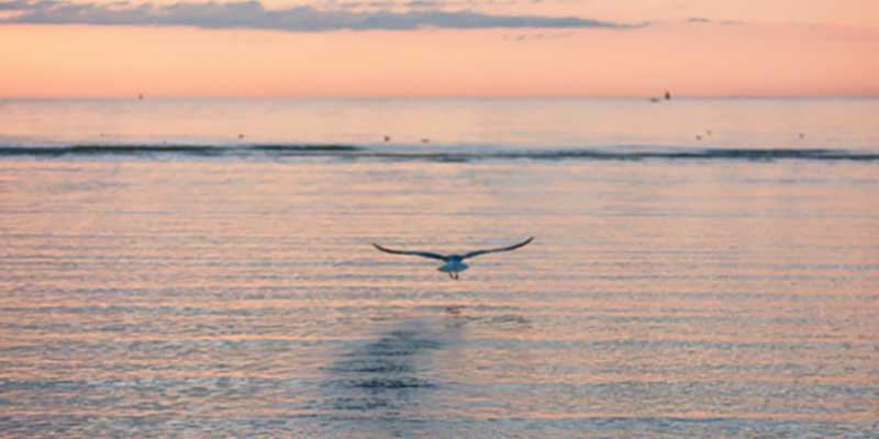 A bird with outstretched wings glides low over the calm sea at dusk, with subtle pink and blue hues reflecting off the water's surface.