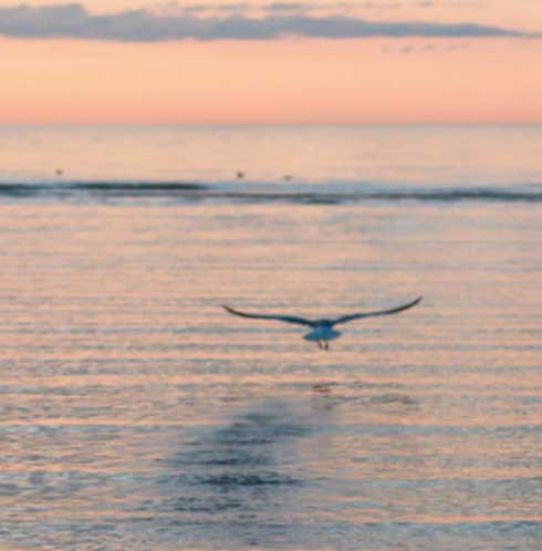 A bird is flying low over calm sea waters at sunset, with soft orange and blue hues reflecting on the water's surface, creating a tranquil scene.