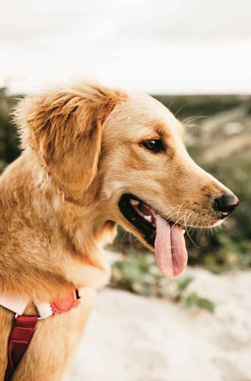 The image shows a golden retriever with a red harness, panting with its tongue out, against a blurred natural background. The dog appears content and alert.