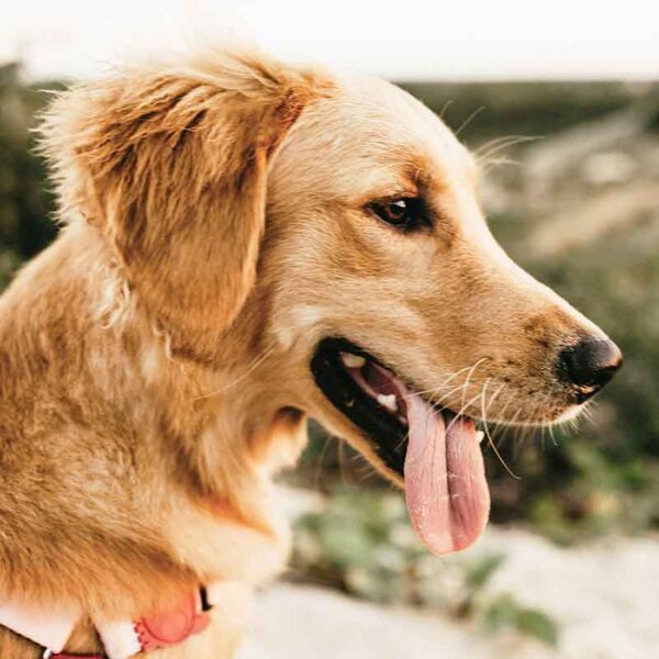 The image shows a golden retriever with a red harness, panting with its tongue out, against a blurred natural background. The dog appears content and alert.