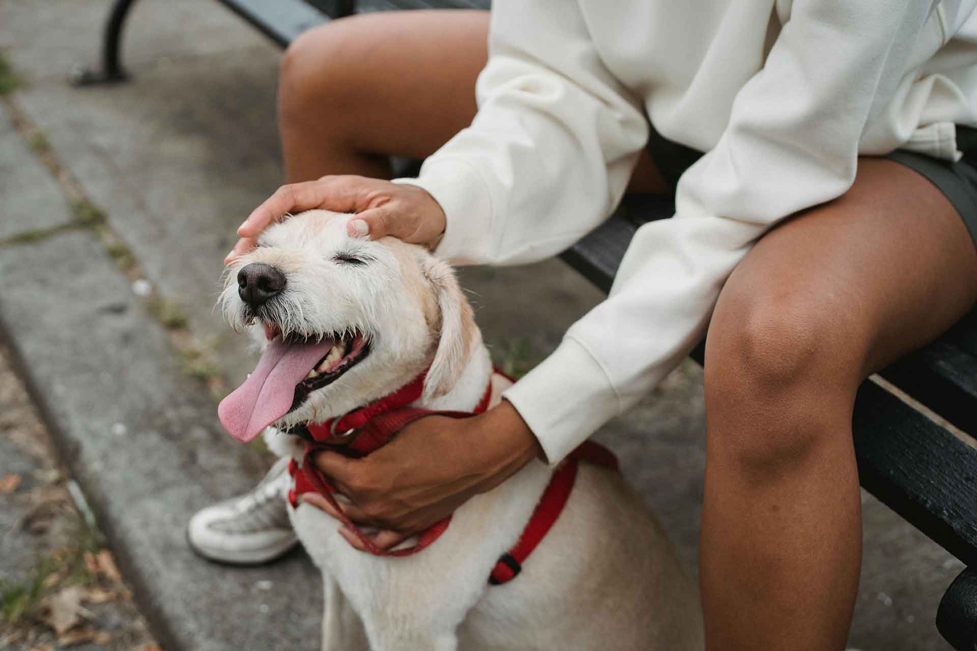 A person is sitting on a park bench, affectionately petting a happy, panting dog with a red collar. They are both enjoying a pleasant moment outdoors.