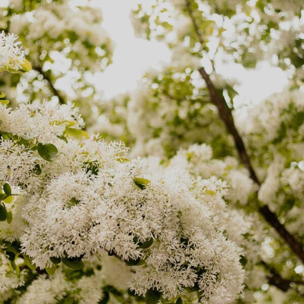 The image shows a close-up of delicate white blossoms on a tree, with a soft focus on the surrounding green leaves and branches in daylight.