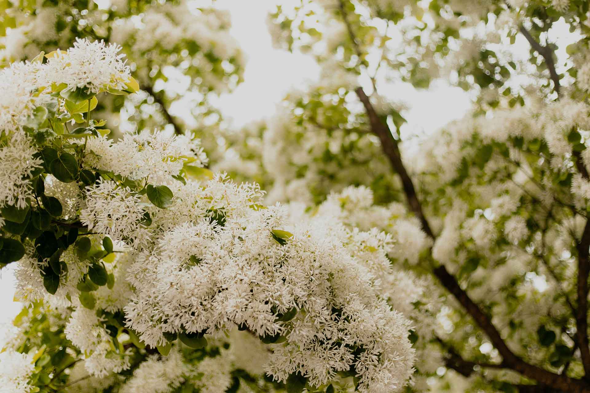 This image shows a close-up of white blooming flowers clustered on a tree, with a diffuse background of green leaves and hints of the sky.